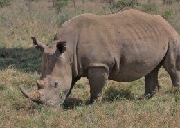 Yağmuru çok seven kişiye ne ad verilir?